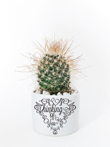 Product display of Thinking of you cut out for cutting machines. This display shows the thinking of you words used as a vinyl cut and put on a cactus planter pot to give as a gift.  Super Cute!